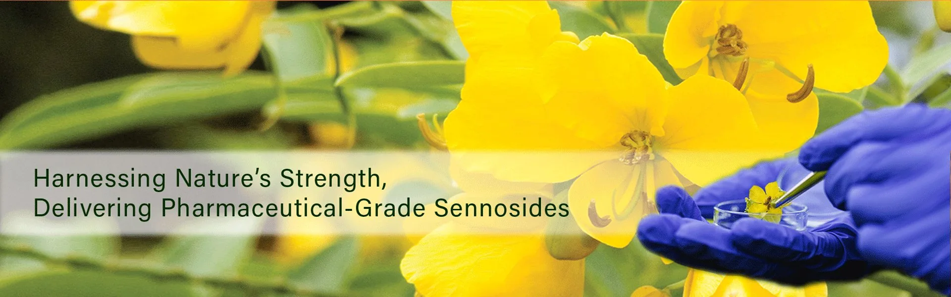 Harnessing Nature's Strength
